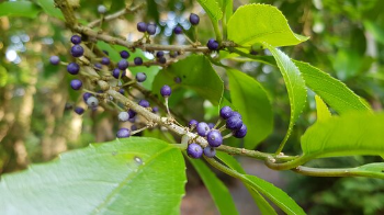 thumbnail melicytus ramiflorus-128